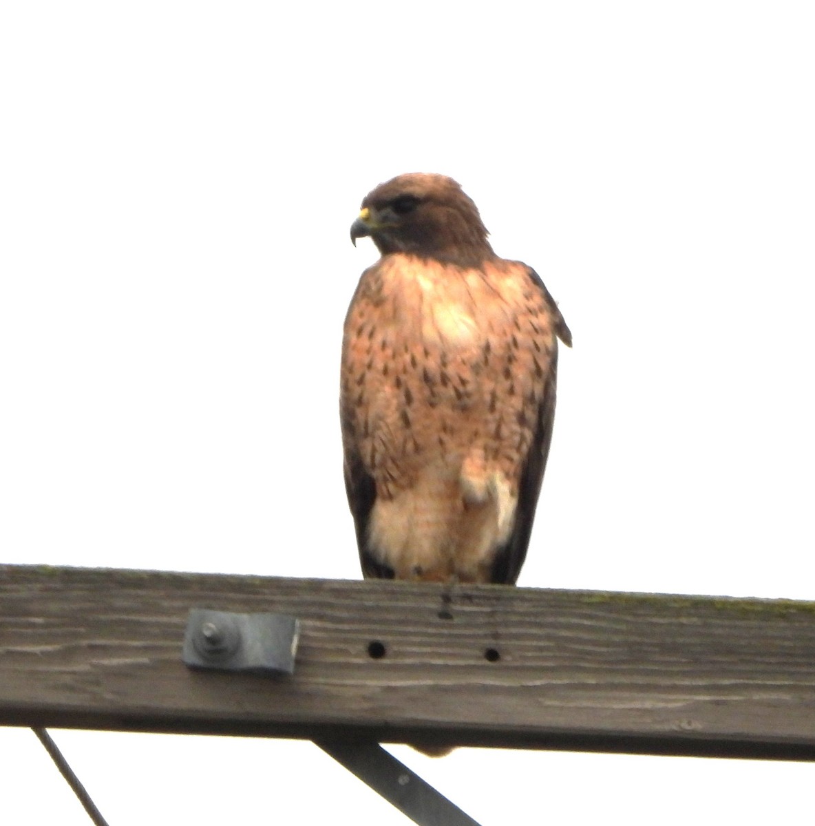 Red-tailed Hawk - Lynne Craft