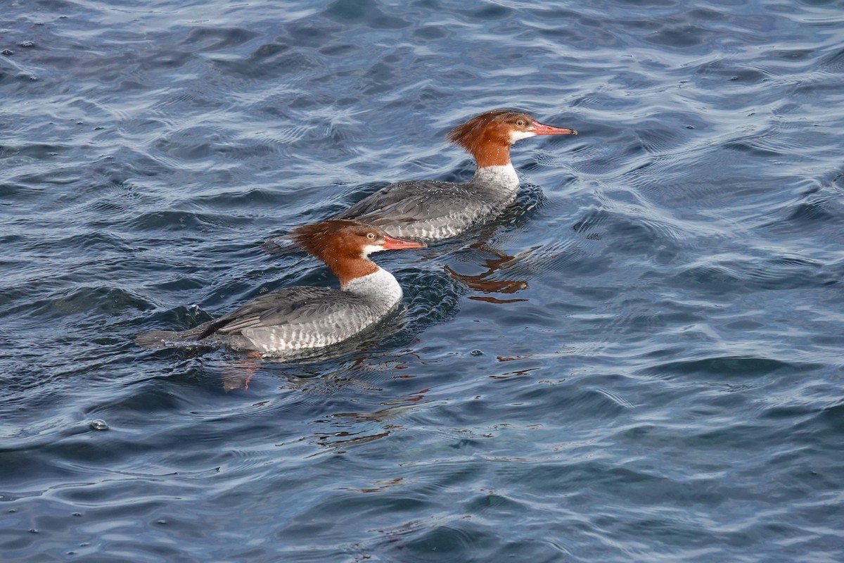 Common Merganser - ML613543343