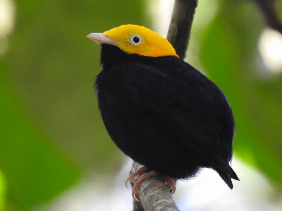 Manakin à tête d'or - ML613543602