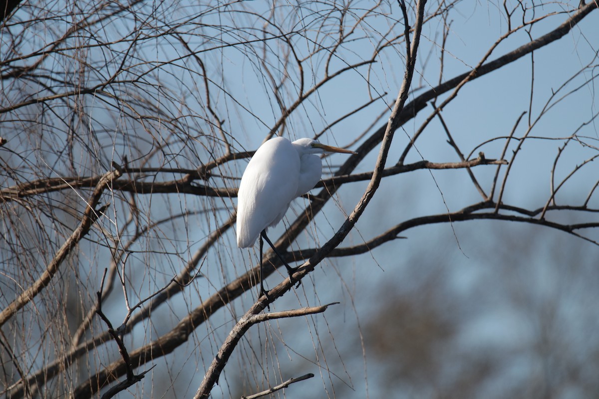 Great Egret - ML613543808