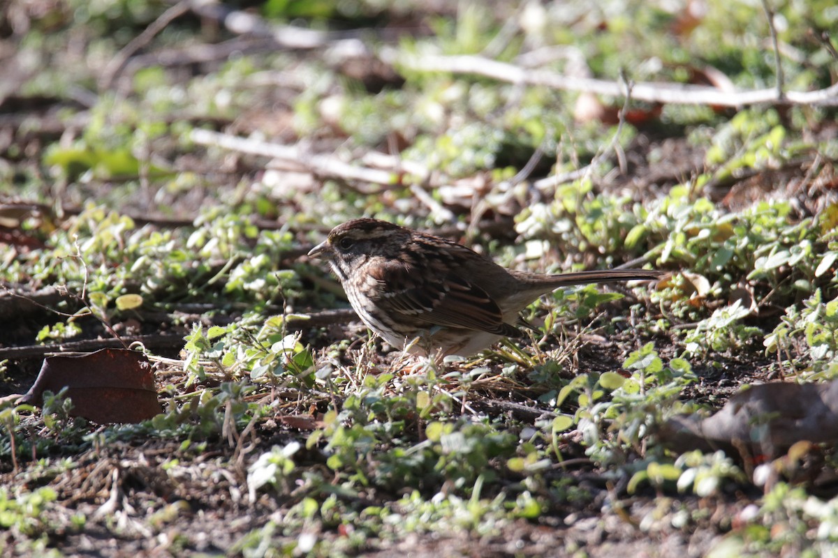 White-throated Sparrow - ML613543833