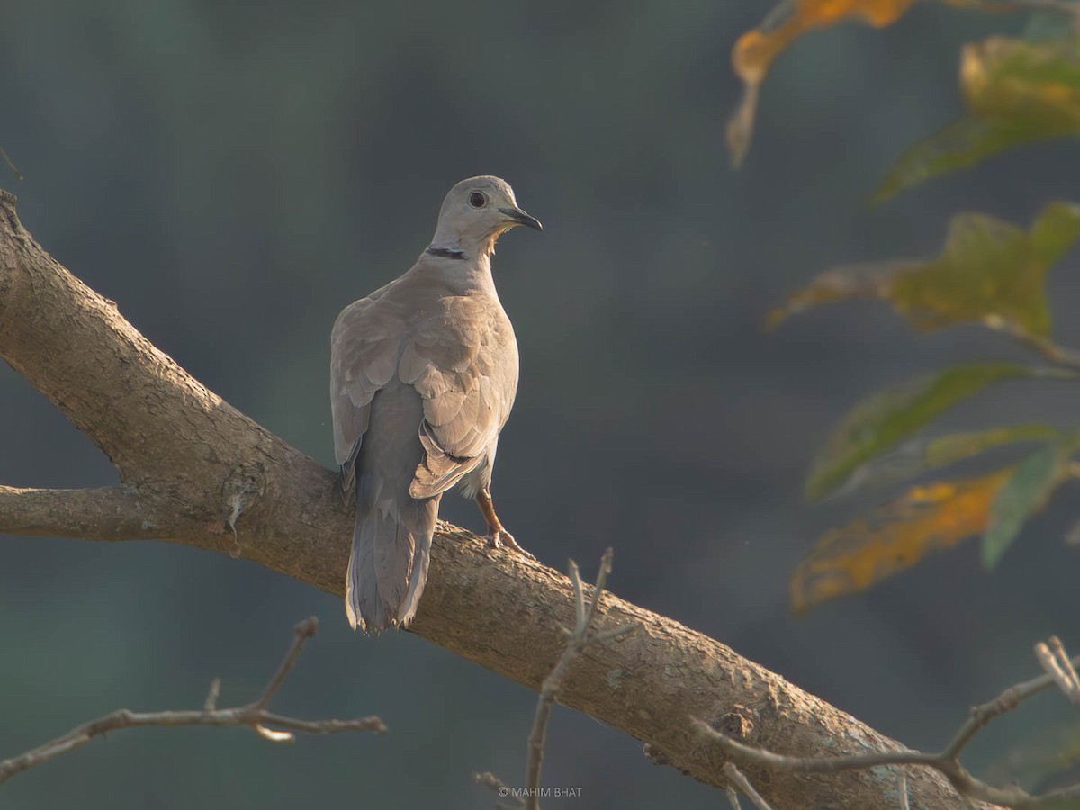 Eurasian Collared-Dove - Mahim B