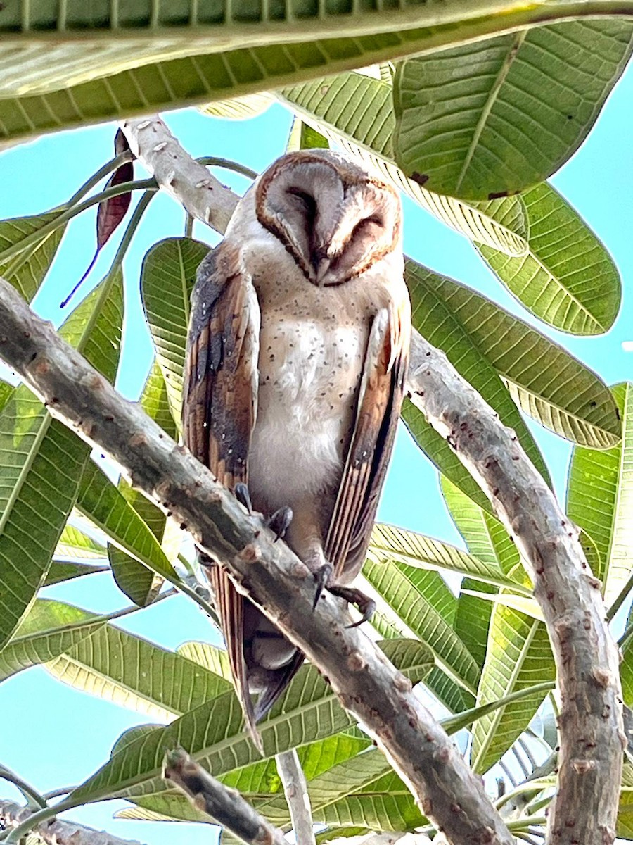 Barn Owl - ML613543859