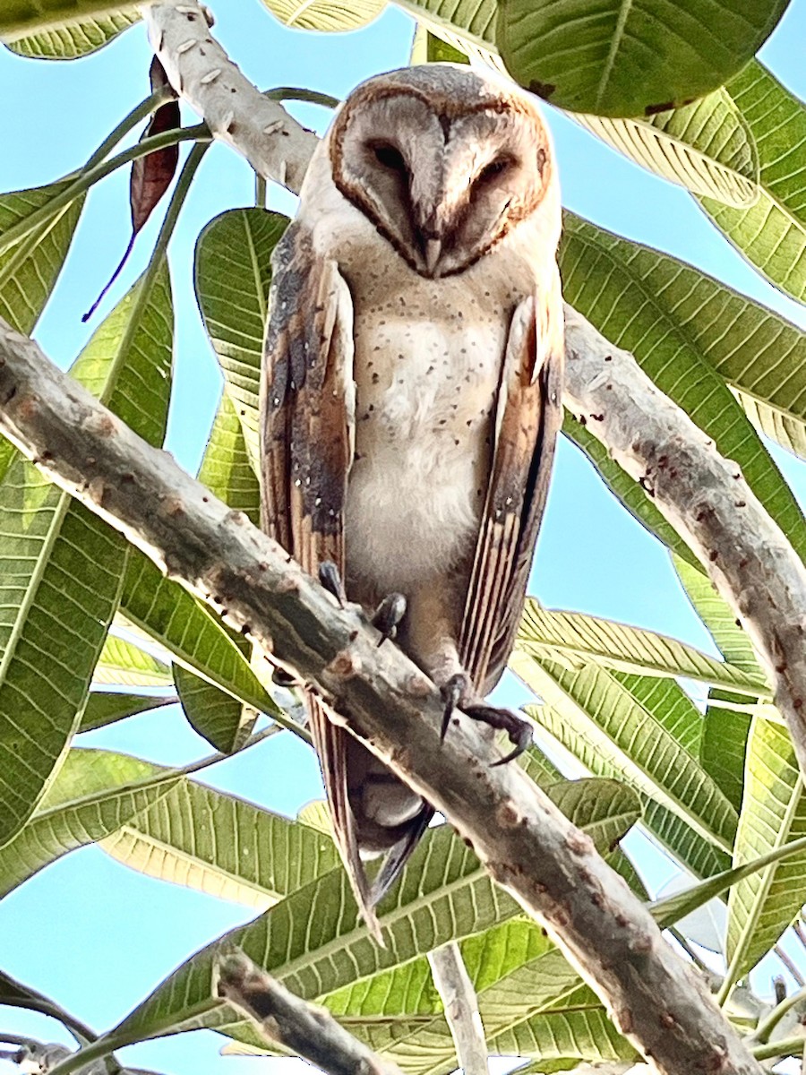 Barn Owl - Anand Vachhani