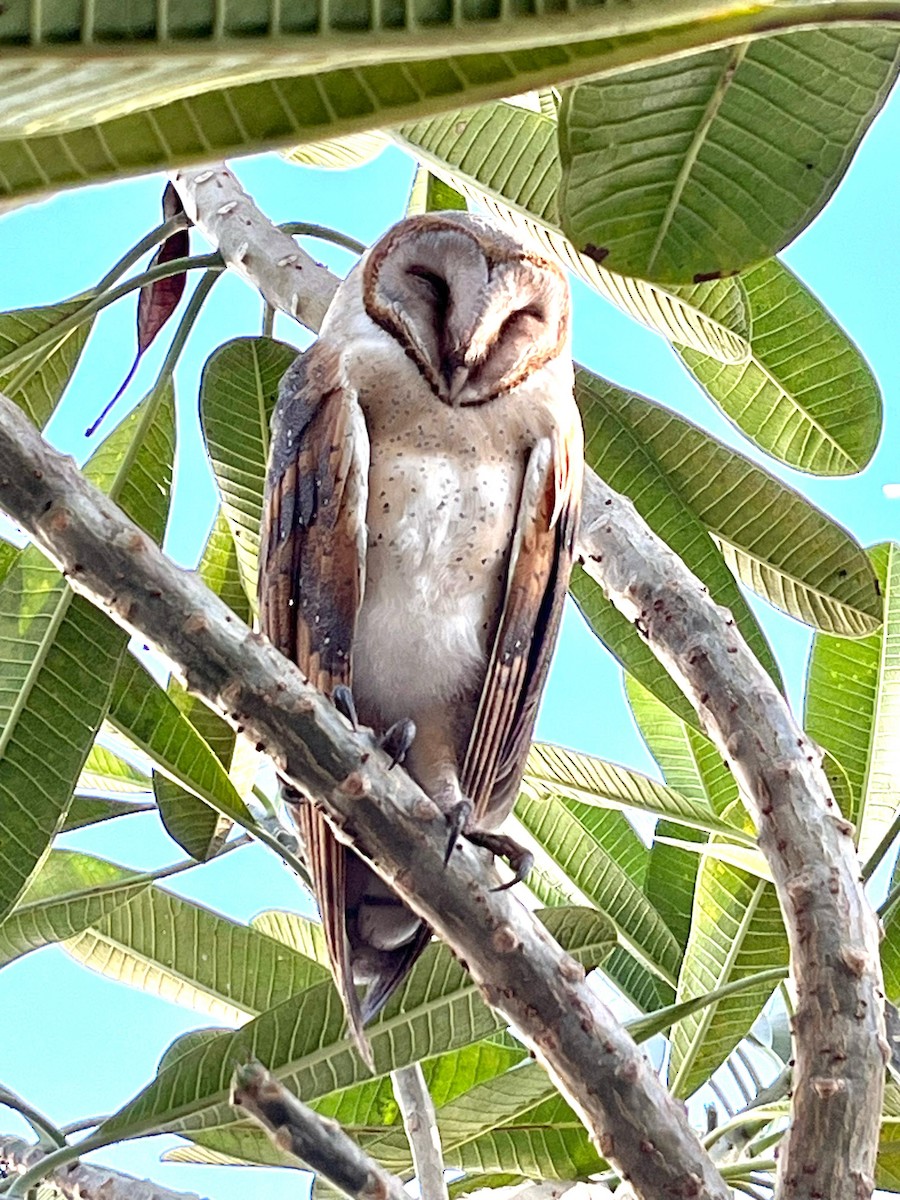 Barn Owl - ML613543861