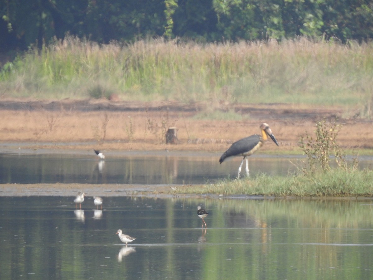 Lesser Adjutant - ML613544053