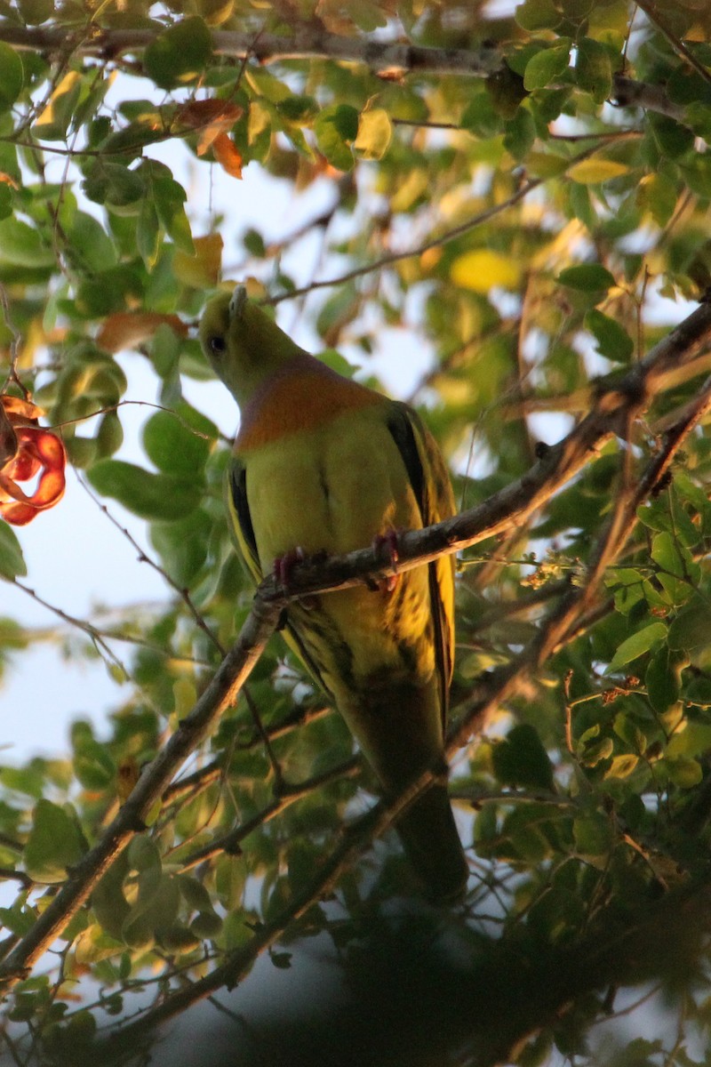 Orange-breasted Green-Pigeon - ML613544054