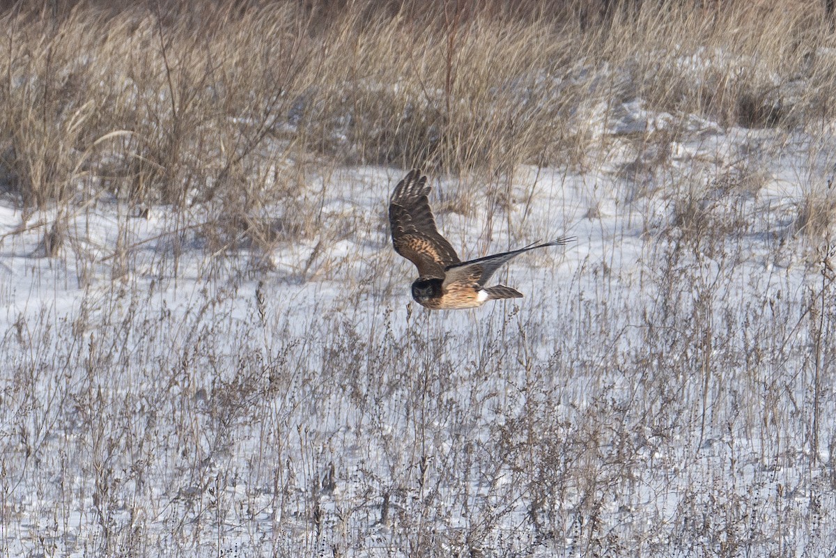 Northern Harrier - ML613544056