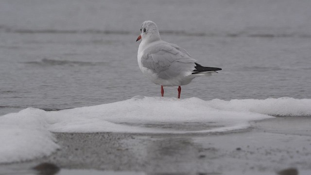 Black-headed Gull - ML613544175