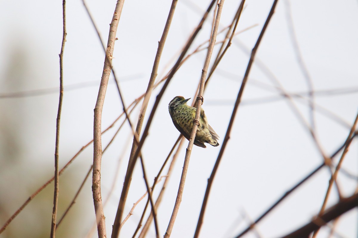 Speckled Piculet - Qayoom Sofi