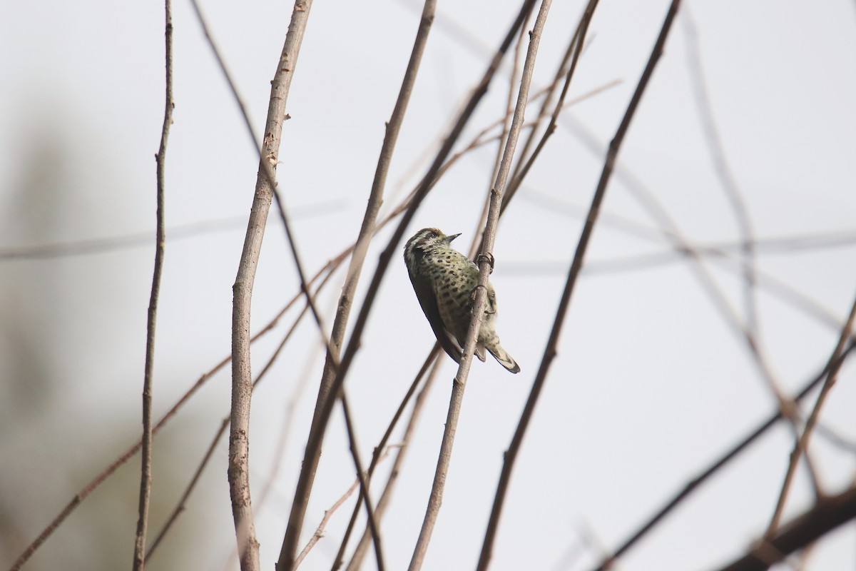 Speckled Piculet - Qayoom Sofi