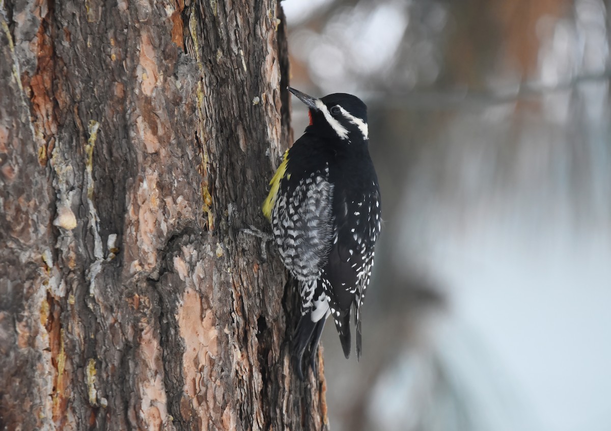 Williamson's Sapsucker - Christopher Lindsey