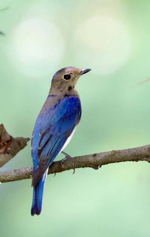 Blue-and-white Flycatcher - ML613544297