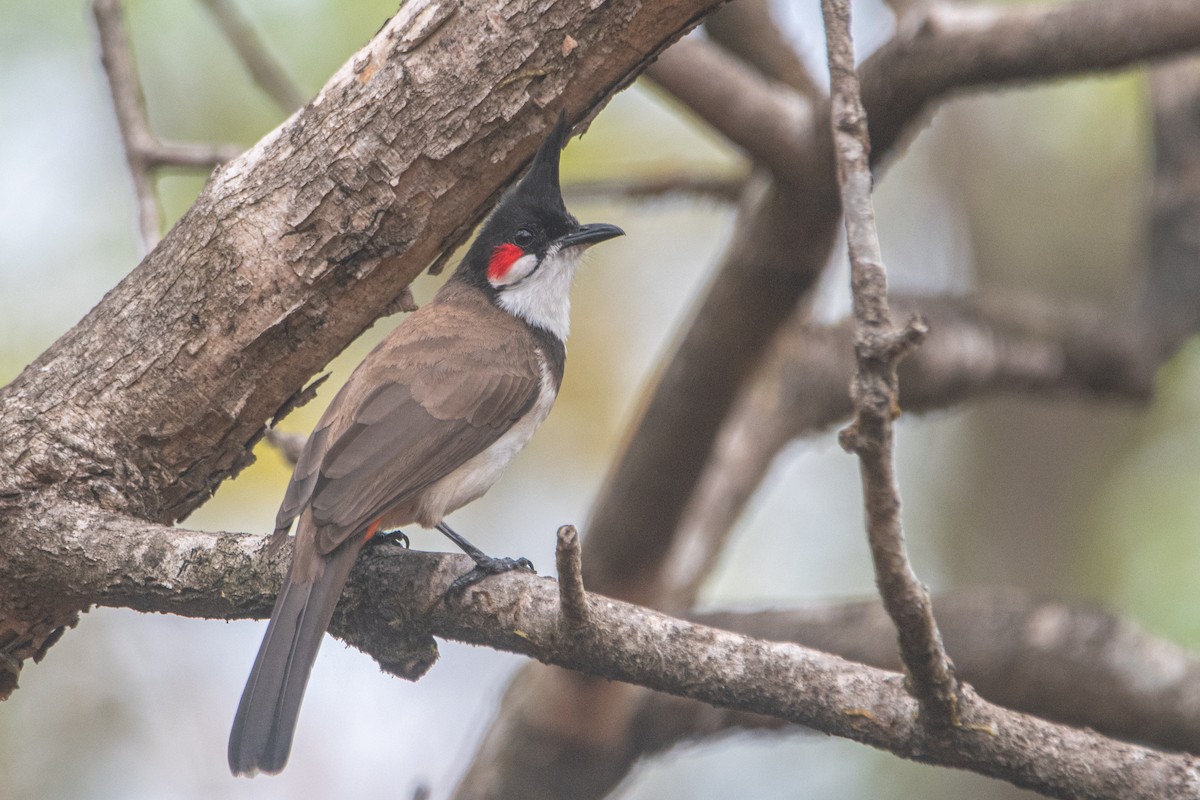 Red-whiskered Bulbul - ML613544300