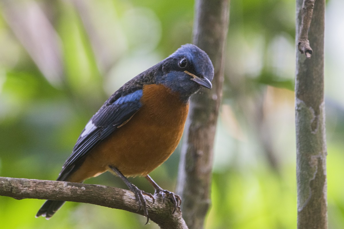 Blue-capped Rock-Thrush - ML613544318