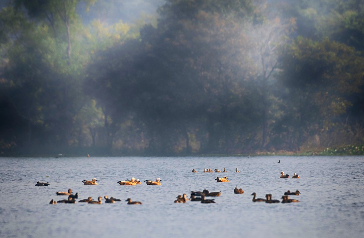 Ruddy Shelduck - ML613544347