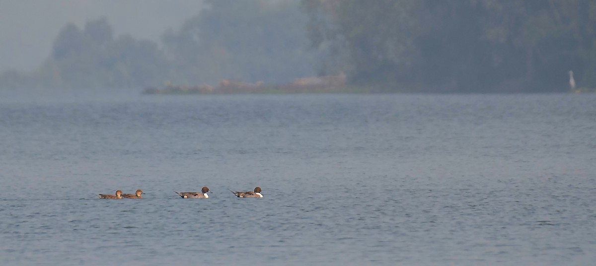 Northern Pintail - ML613544353