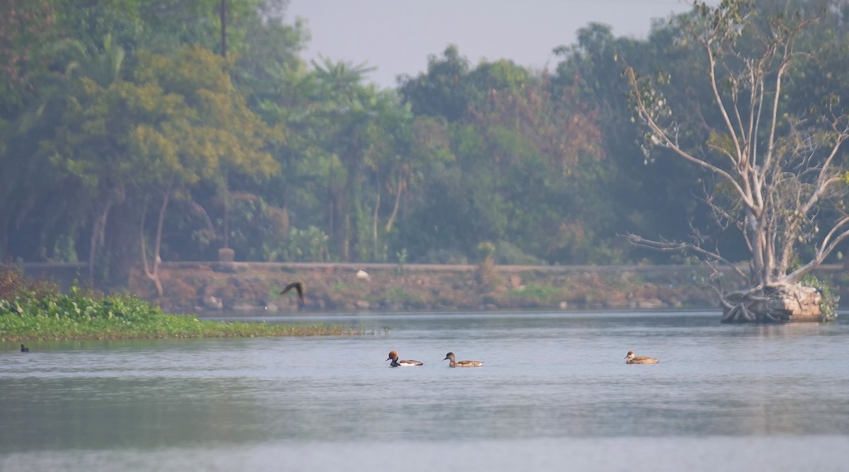 Red-crested Pochard - ML613544357