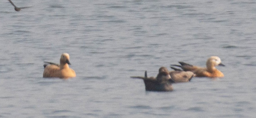 Common Pochard - ML613544369