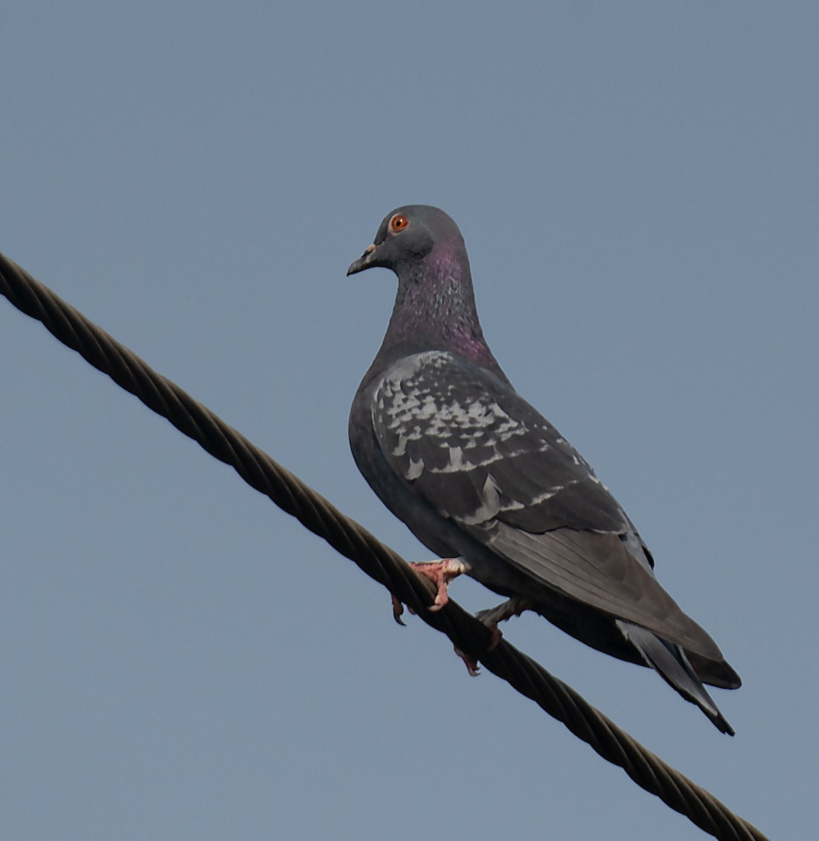 Rock Pigeon (Feral Pigeon) - SAPTARSHI MUKHERJEE