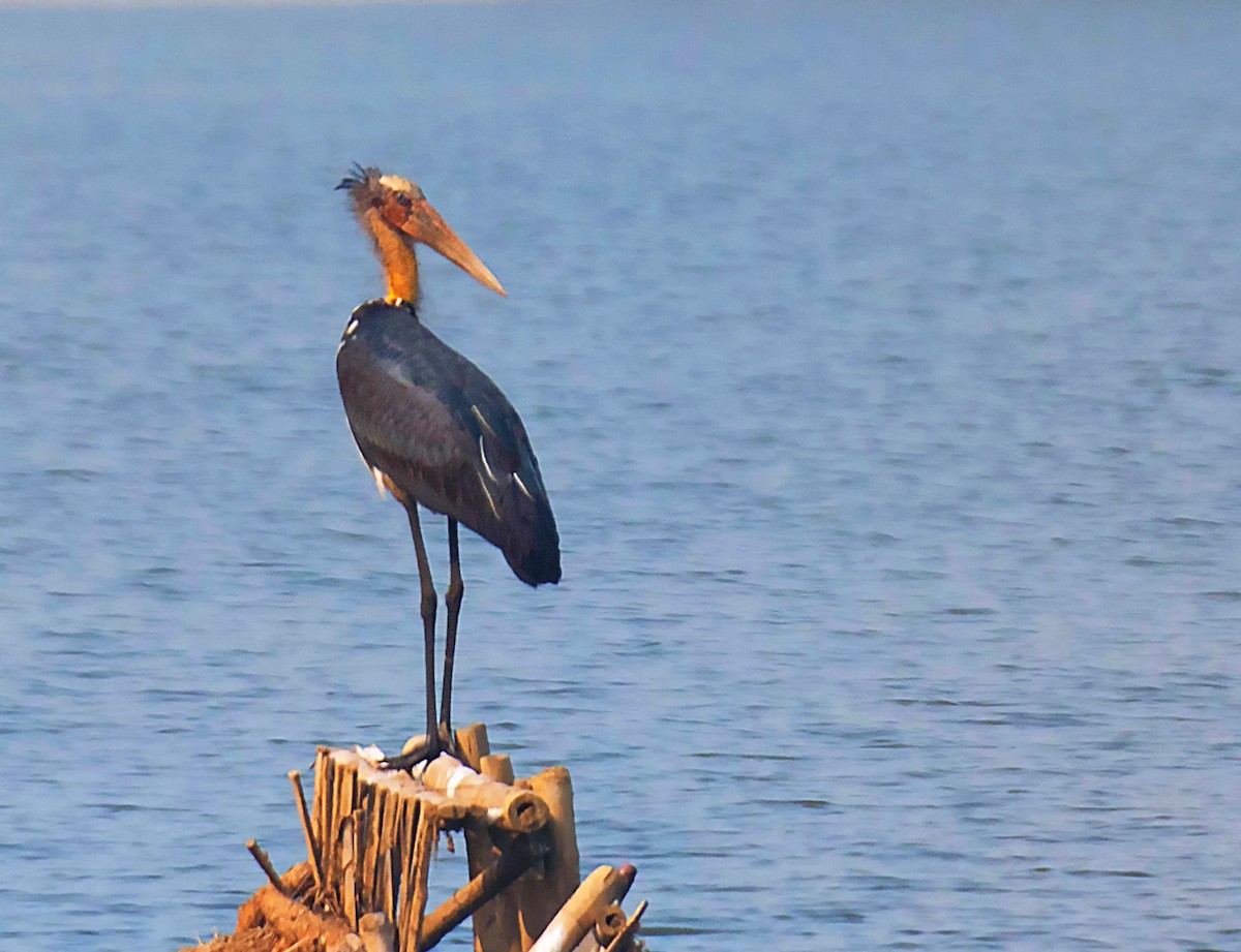 Lesser Adjutant - ML613544403