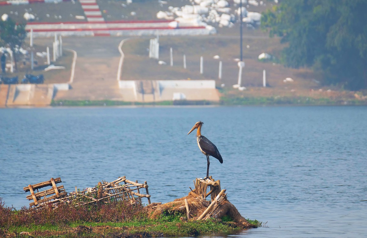 Lesser Adjutant - ML613544406