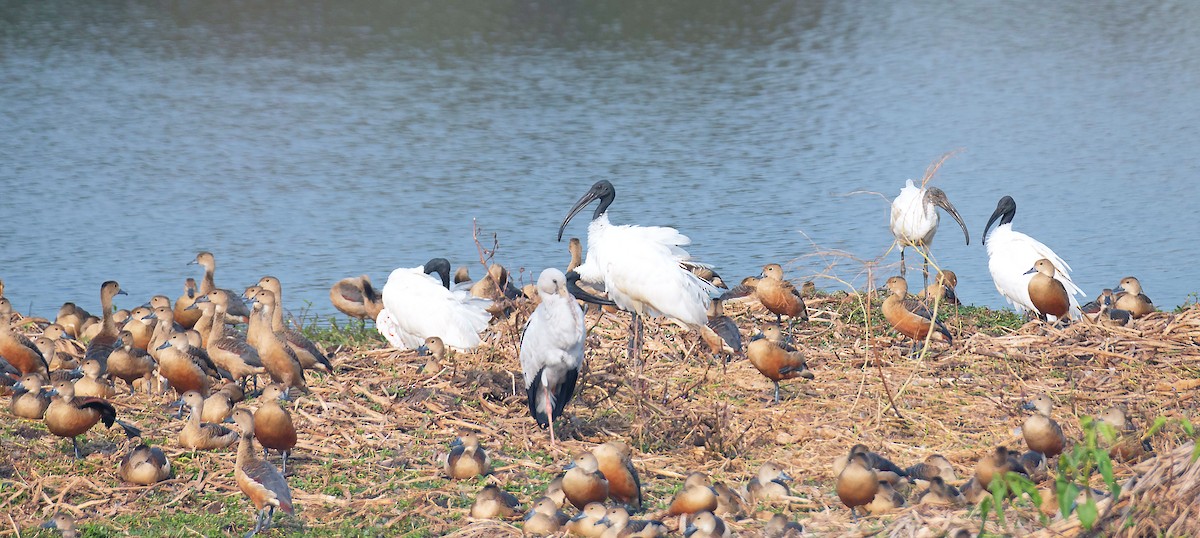 Black-headed Ibis - SAPTARSHI MUKHERJEE