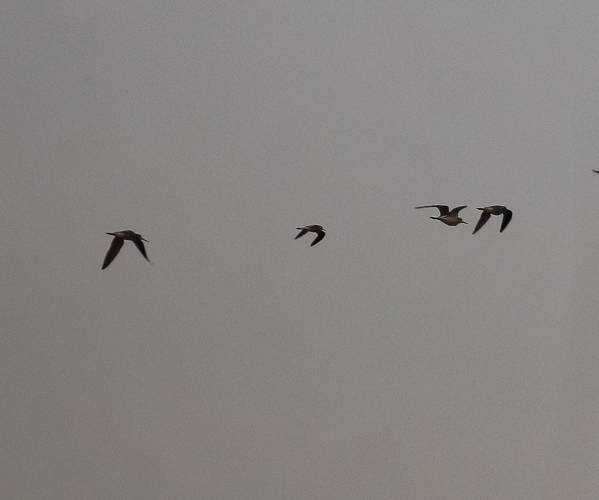 Common Greenshank - ML613544421