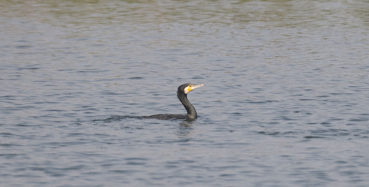 Great Cormorant - SAPTARSHI MUKHERJEE