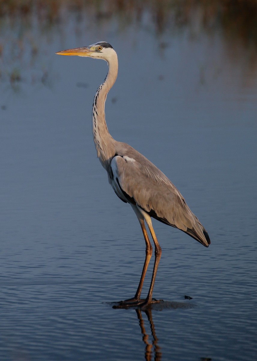 Gray Heron - ML613544449