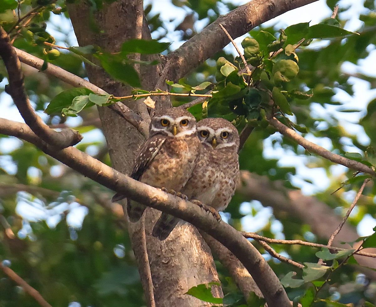 Spotted Owlet - SAPTARSHI MUKHERJEE