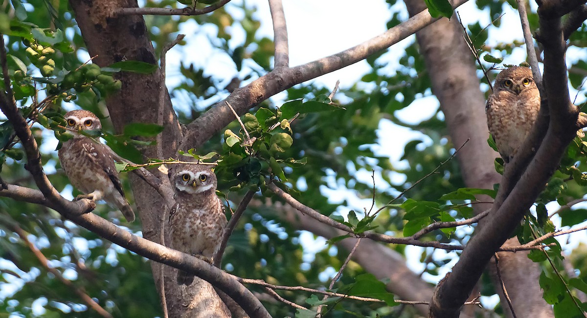 Spotted Owlet - ML613544453