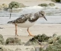 Ruddy Turnstone - ML613544598