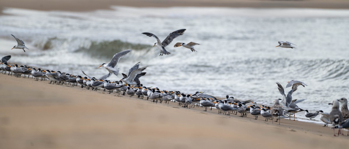 Lesser Crested Tern - ML613544602