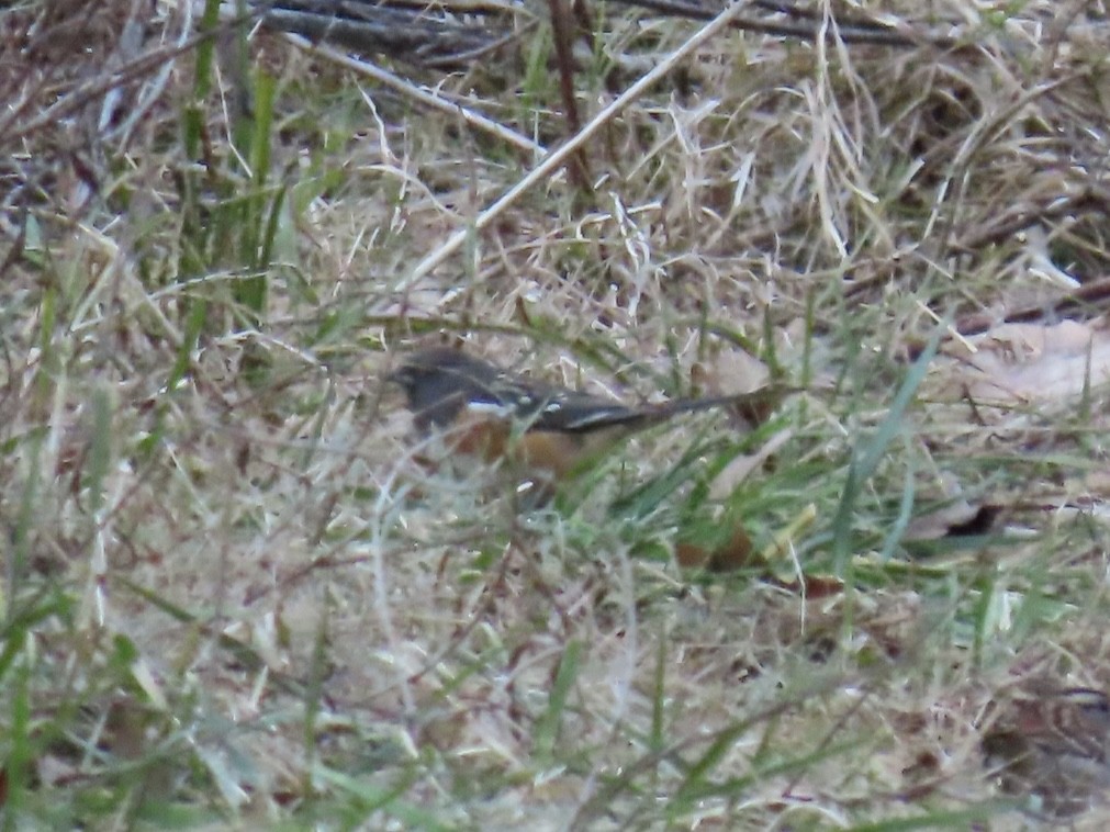 Spotted Towhee - Nolan Keyes