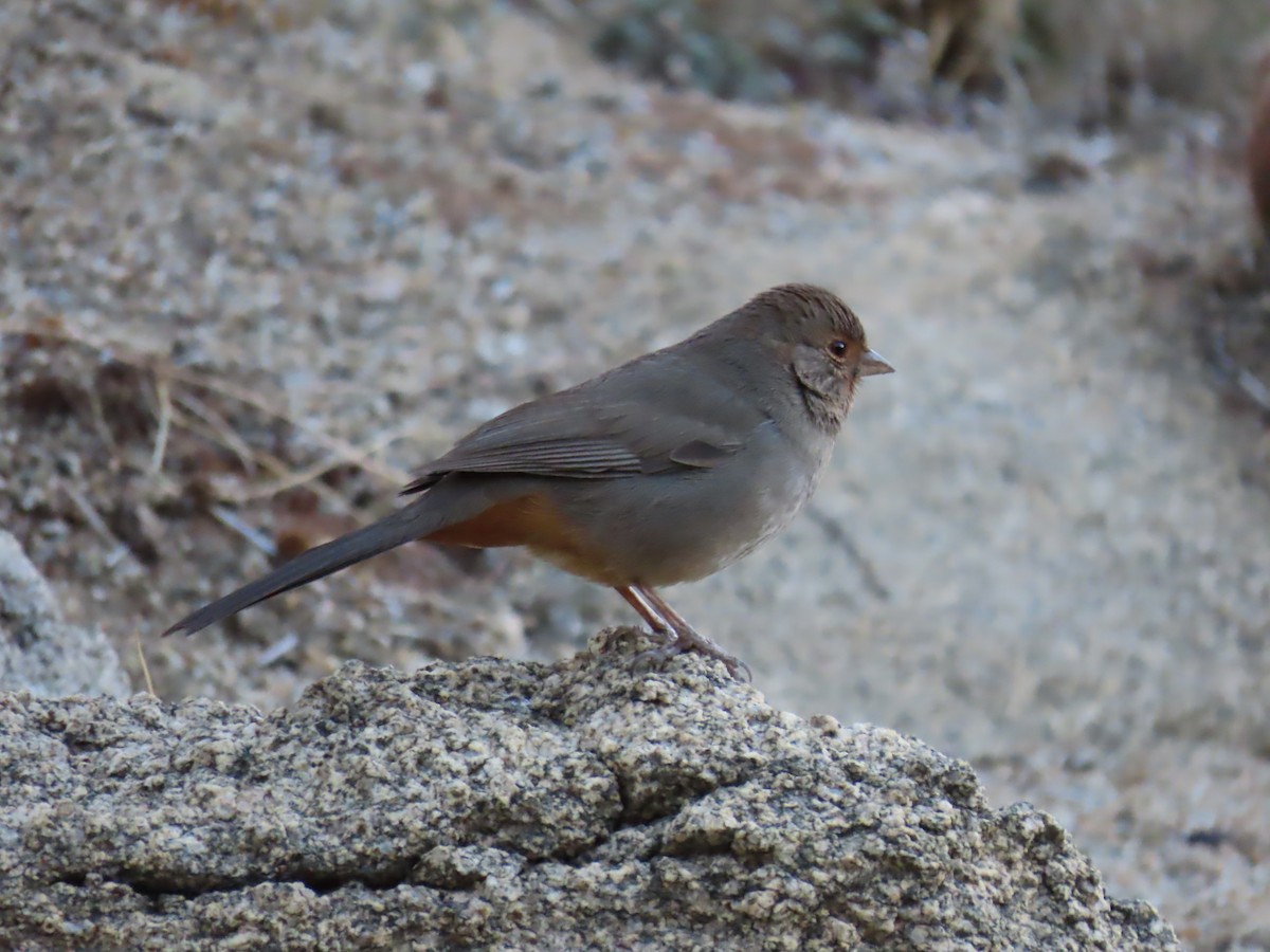 California Towhee - ML613544656