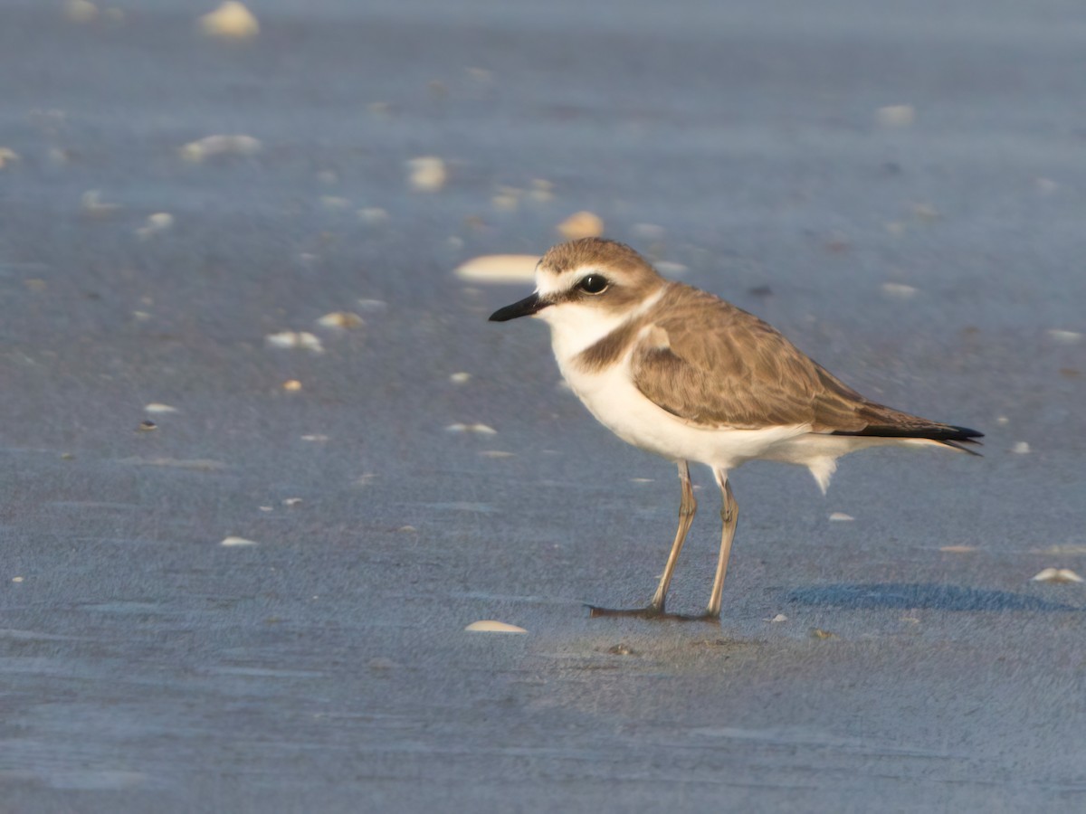 Kentish Plover - ML613544683