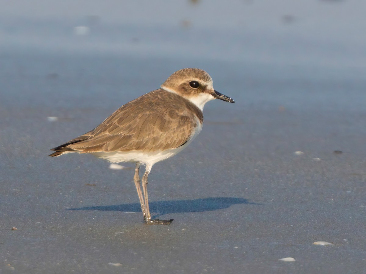 Kentish Plover - ML613544684