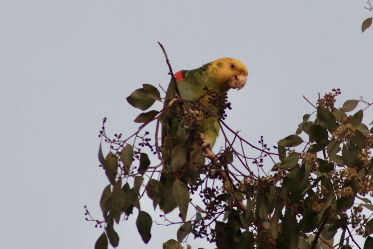 Yellow-headed Parrot - ML613544775
