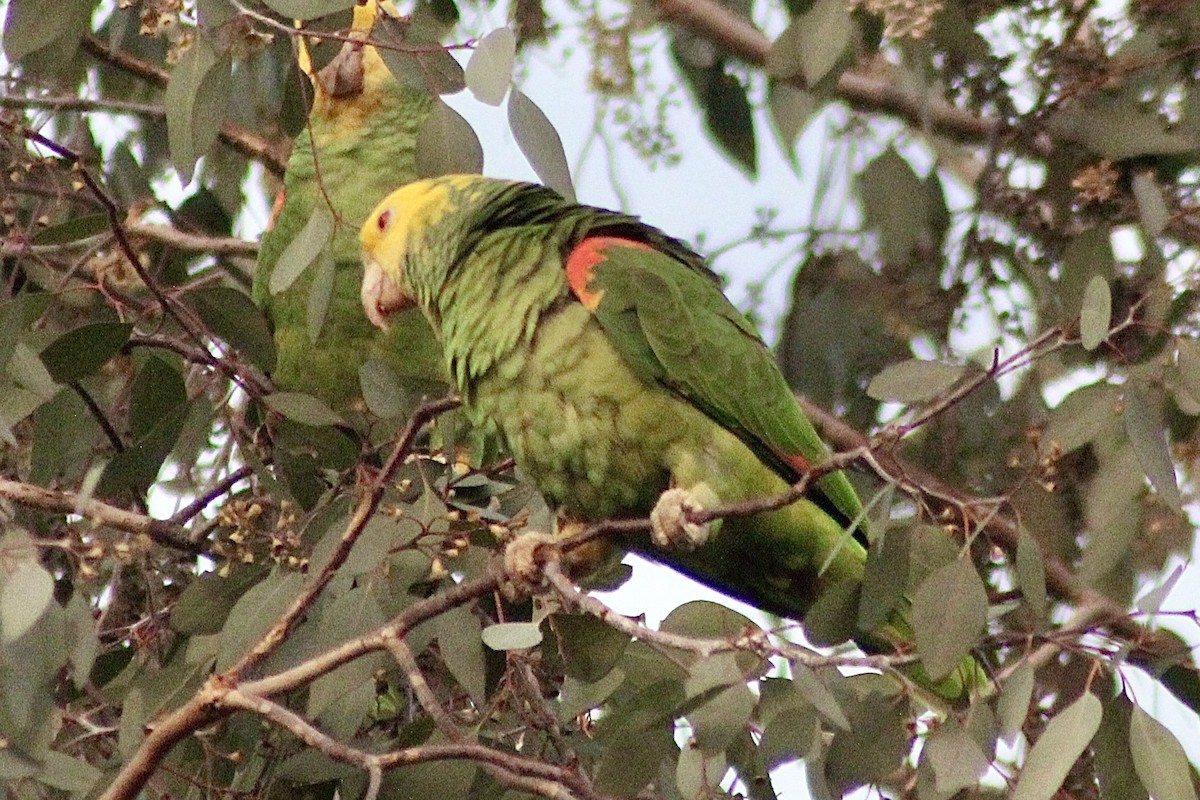 Yellow-headed Parrot - ML613544776