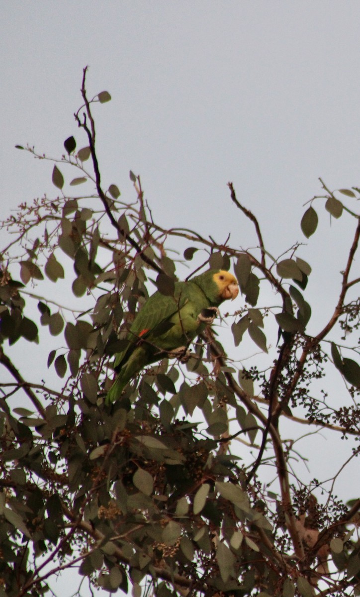 Yellow-headed Parrot - ML613544777