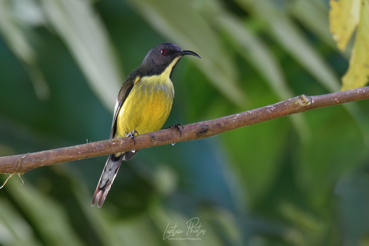 Tboli Sunbird - Allan Barredo