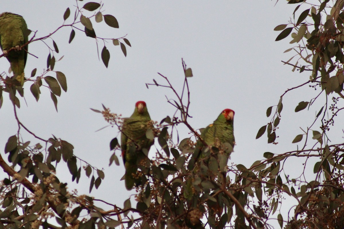 Red-crowned Parrot - ML613544798