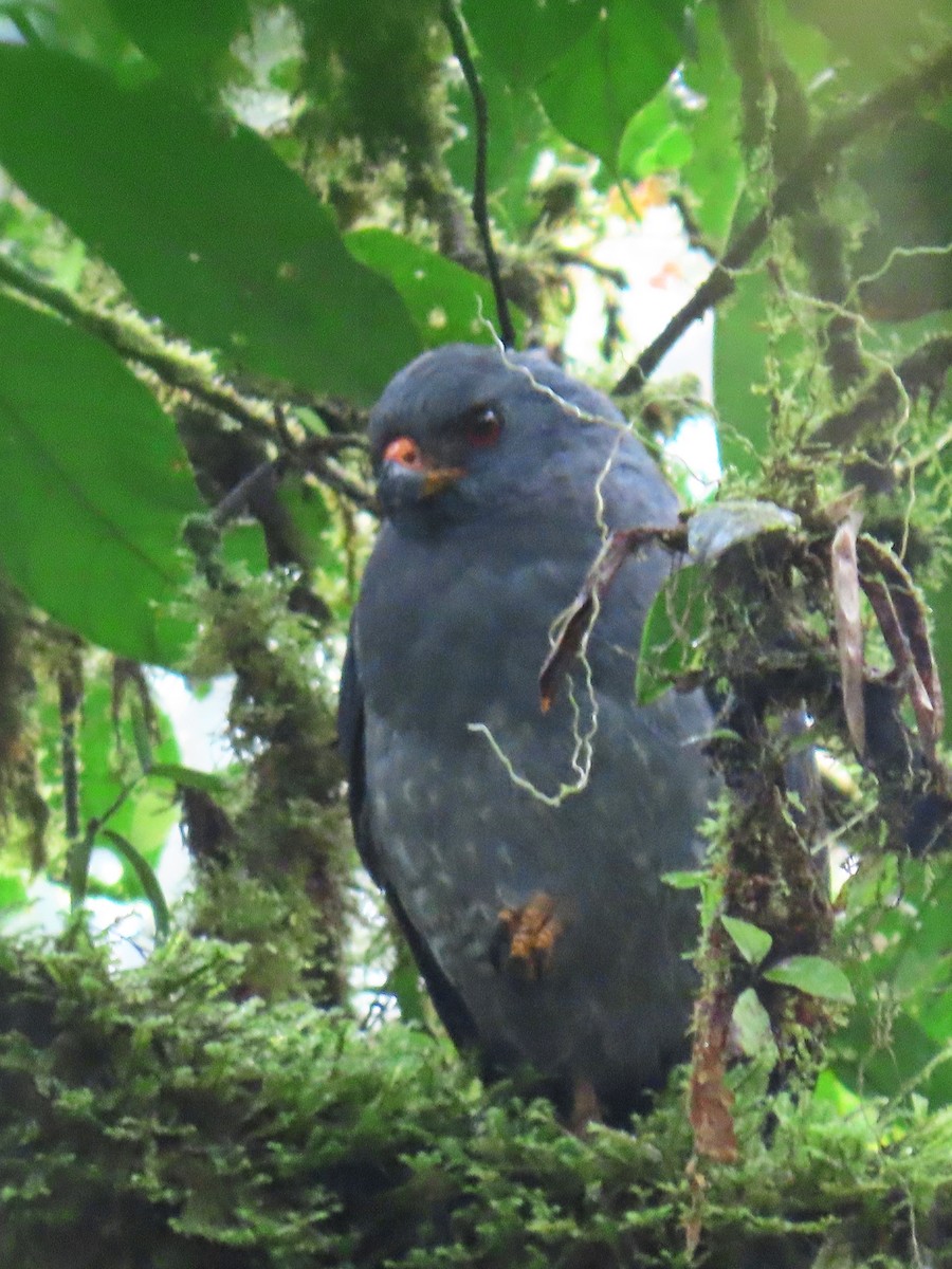 Plumbeous Hawk - ML613544807