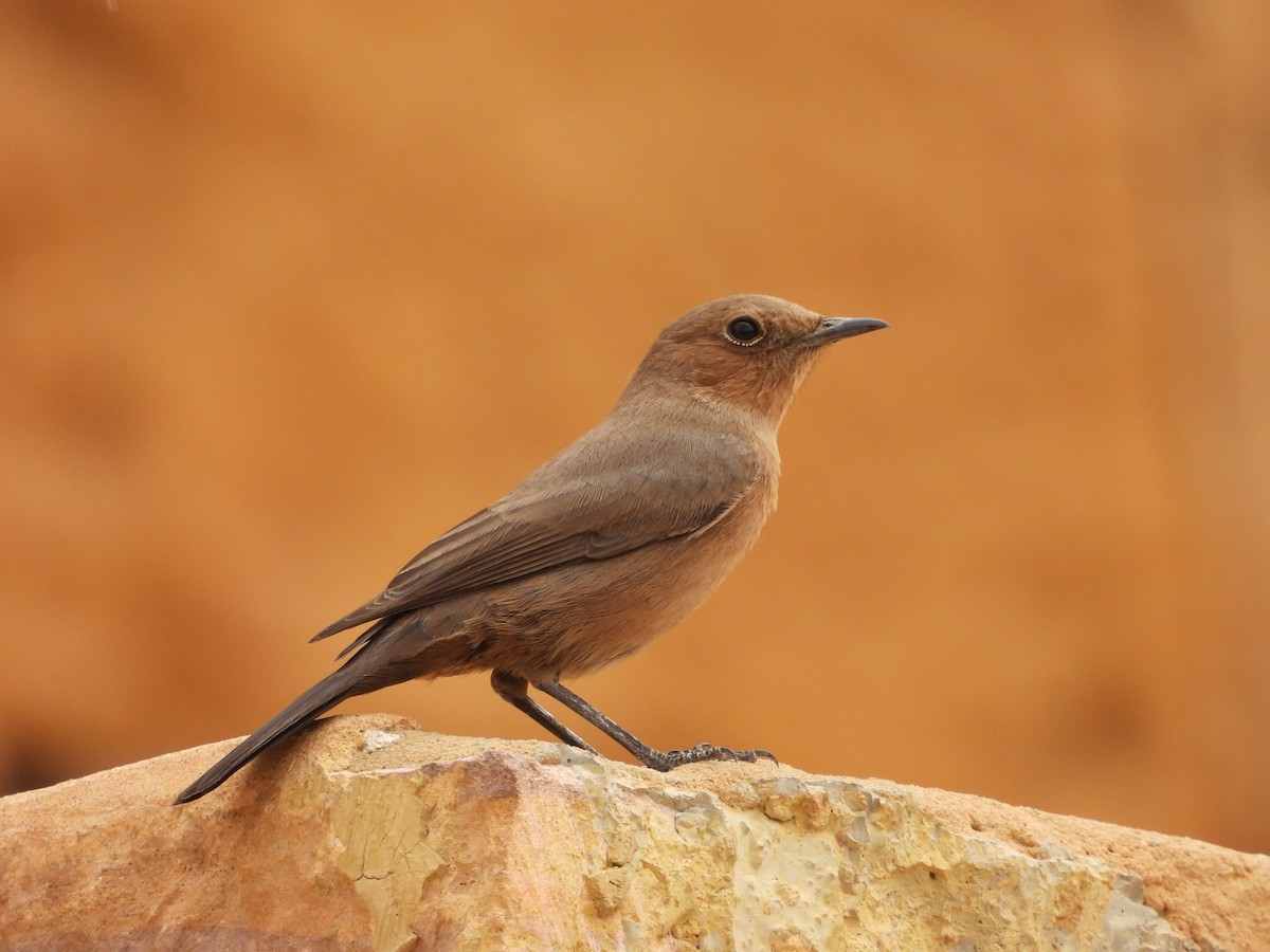 Brown Rock Chat - ML613544826