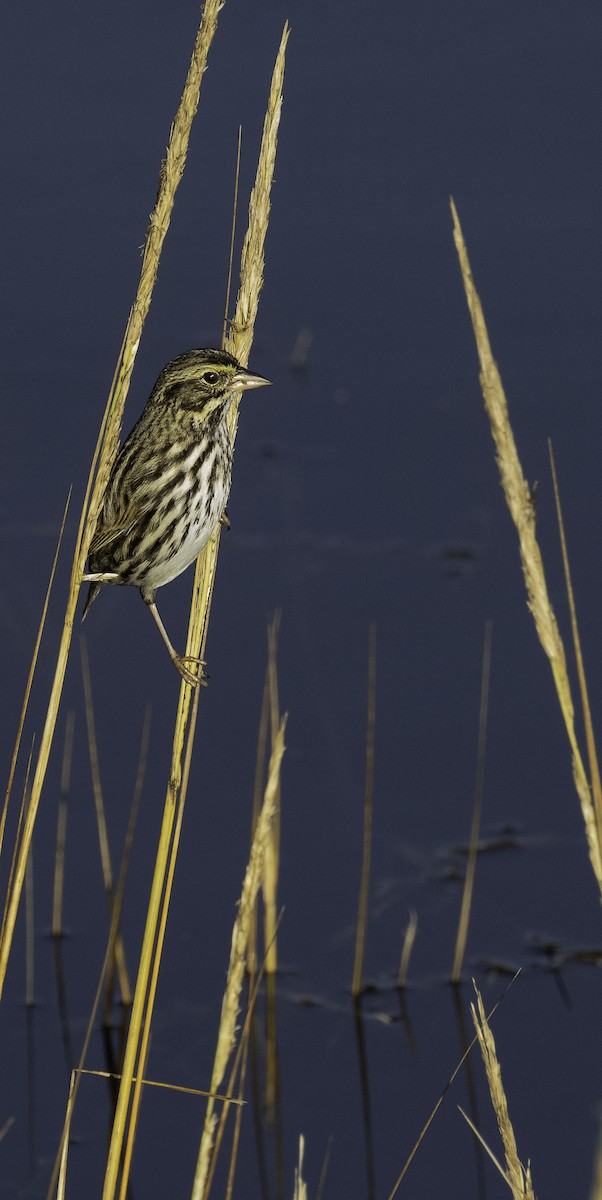 Savannah Sparrow - ML613544941