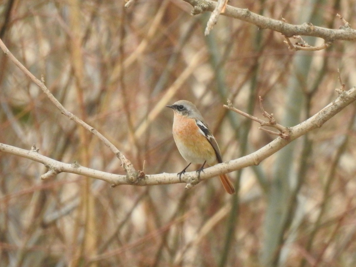 Rufous-backed Redstart - ML613544965