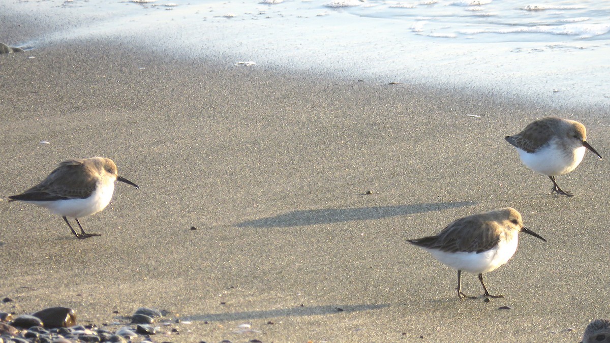 Dunlin - ML613544986