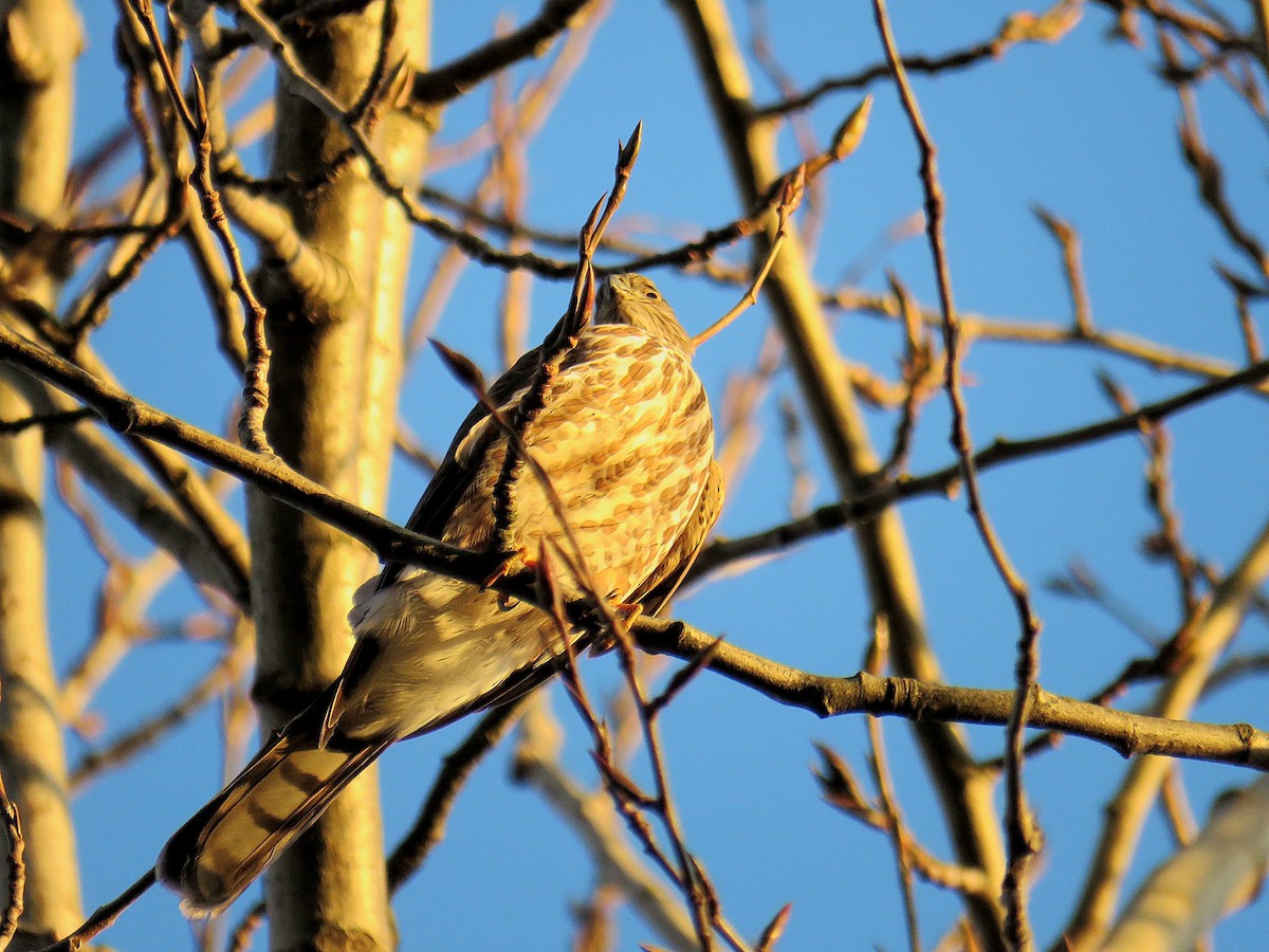 Sharp-shinned Hawk - ML613544988