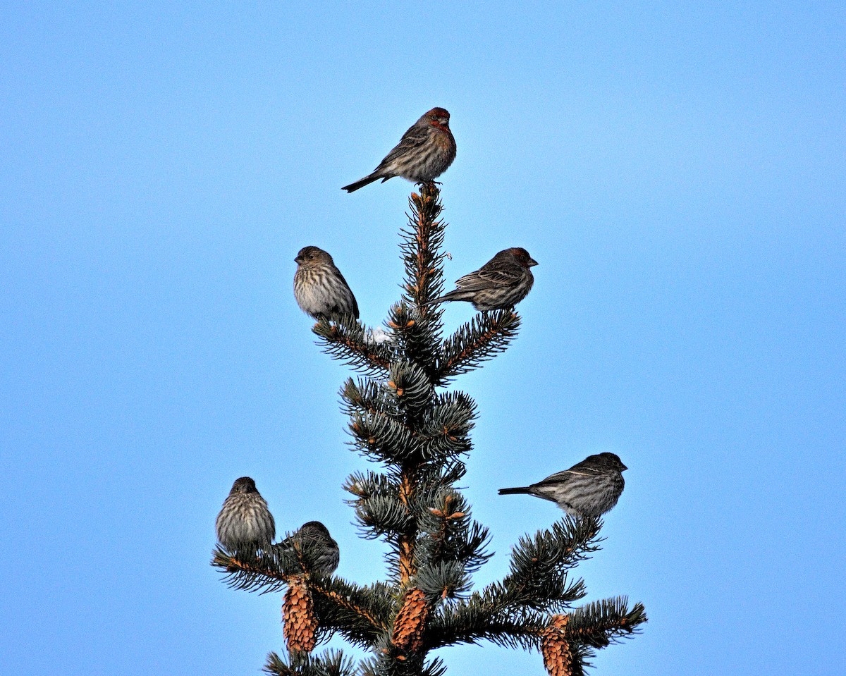 House Finch - Steve Butterworth